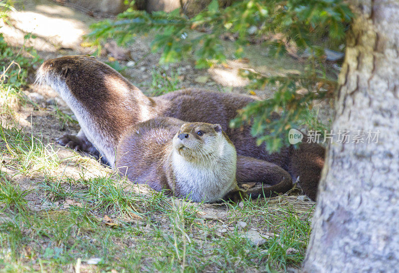 欧亚水獭(Lutra Lutra)夫妇